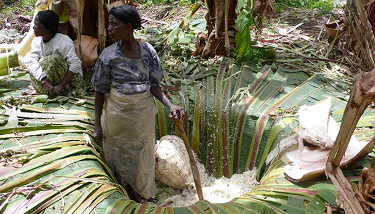 إثيوبيا سجلت "إنست" كنبتة وطنية منذ عام 1998