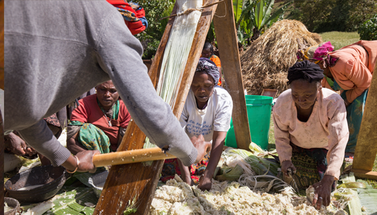 إثيوبيا سجلت "إنست" كنبتة وطنية منذ عام 1998