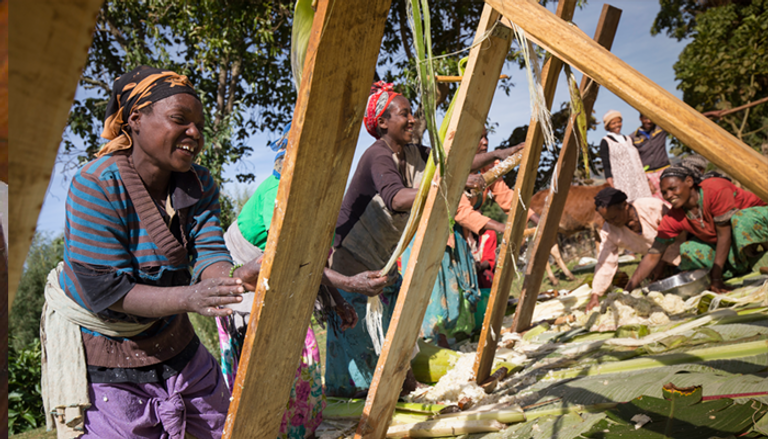 إثيوبيا سجلت "إنست" كنبتة وطنية منذ عام 1998