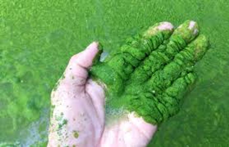 الشاب المصري "روماني أشرف"