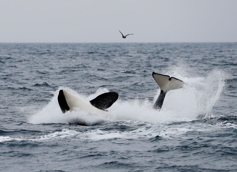 حوت في بحر اليابان