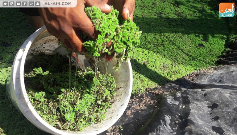 الأزولا نبات غني بخواصه ومنتشر في أمريكا اللاتينية وبعض الدول مثل مصر