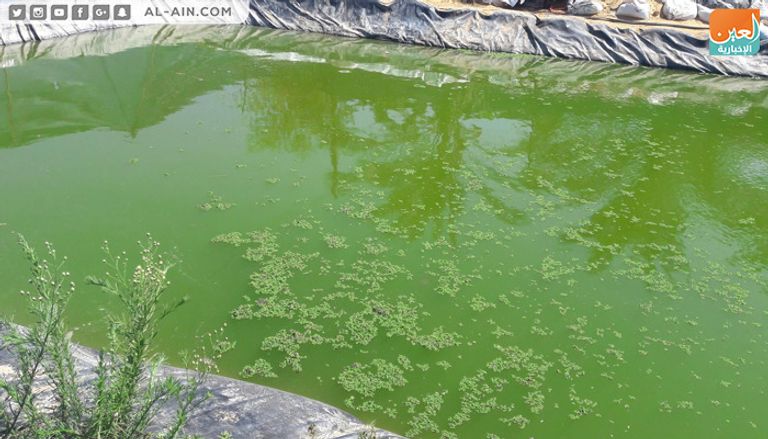 الأزولا نبات غني بخواصه ومنتشر في أمريكا اللاتينية وبعض الدول مثل مصر