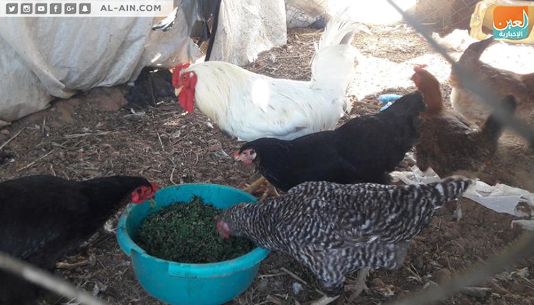 الأزولا نبات غني بخواصه ومنتشر في أمريكا اللاتينية وبعض الدول مثل مصر