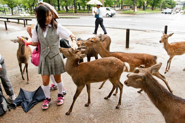 الغزلان تجوب الشوارع وترفه عن المارة في نارا 