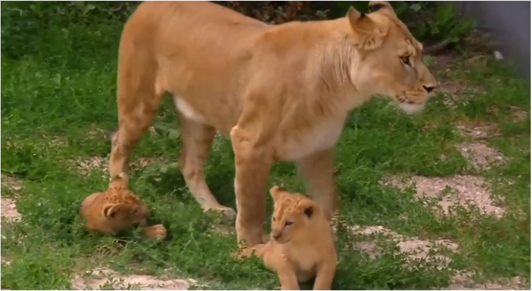  الشبلان البربريان ولِدا في 10 مايو الماضي