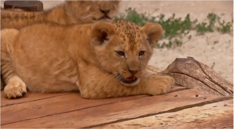  الشبلان البربريان ولِدا في 10 مايو الماضي