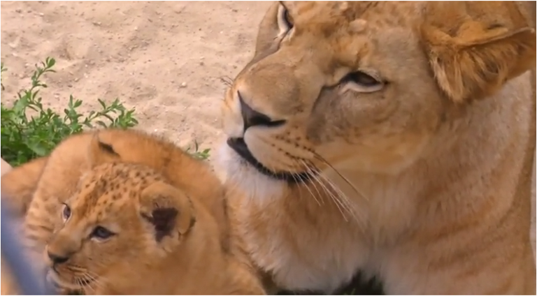  الشبلان البربريان ولِدا في 10 مايو الماضي