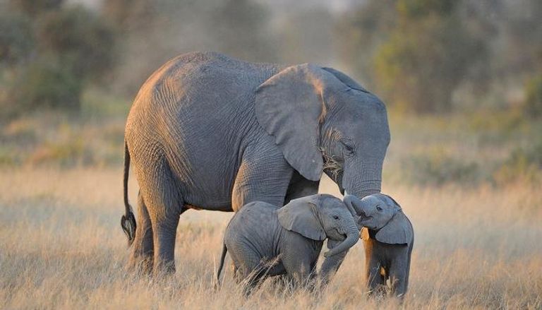 عدد الفيلة في تنزانيا يفوق 60 ألفا حاليا