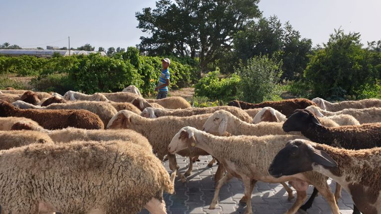 رعاة الأغنام.. رحلة مخاطرة يومية على حدود غزة