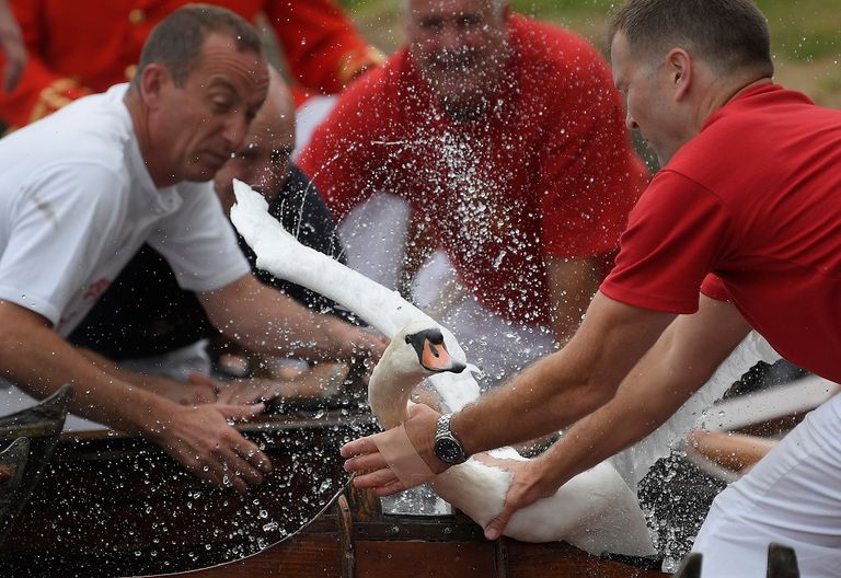 بدء إحصاء البجع الملكي في بريطانيا