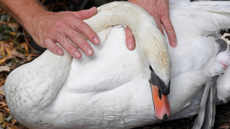 بدء إحصاء البجع الملكي في بريطانيا