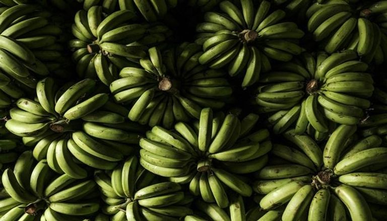 كولومبيا تحدد بؤرة لفطريات تقضي على أشجار الموز