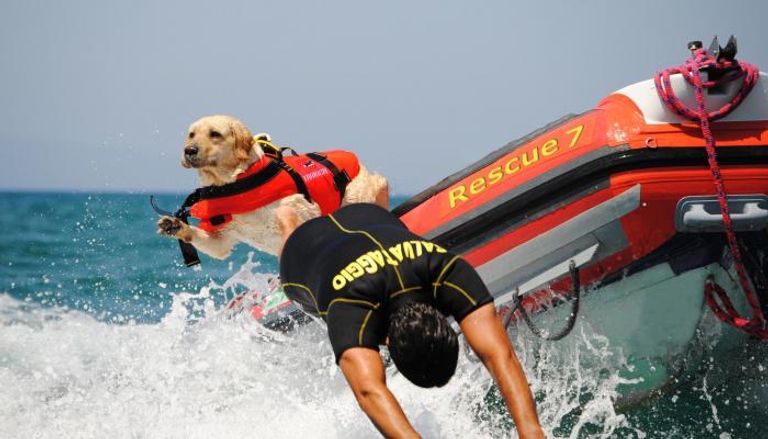 الكلاب المدربة تنقذ من يواجه الغرق في شواطئ إيطاليا