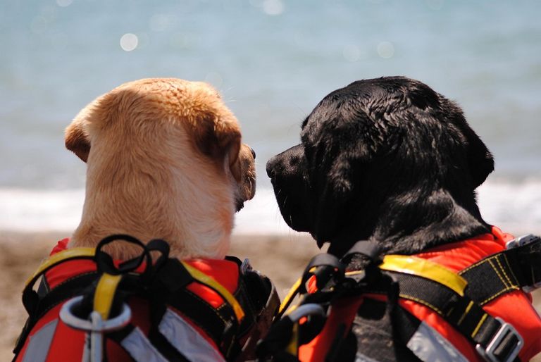 الكلاب المدربة تنقذ من يواجه الغرق في شواطئ إيطاليا