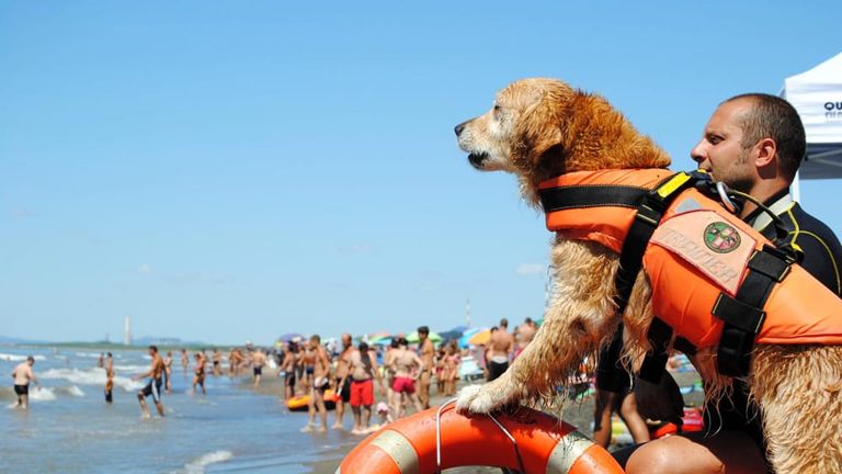 الكلاب المدربة تنقذ من يواجه الغرق في شواطئ إيطاليا