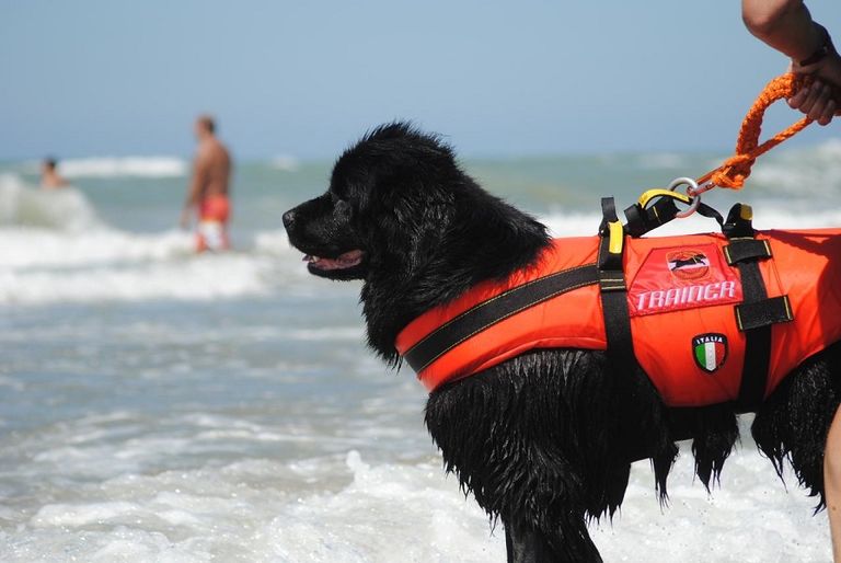 الكلاب المدربة تنقذ من يواجه الغرق في شواطئ إيطاليا