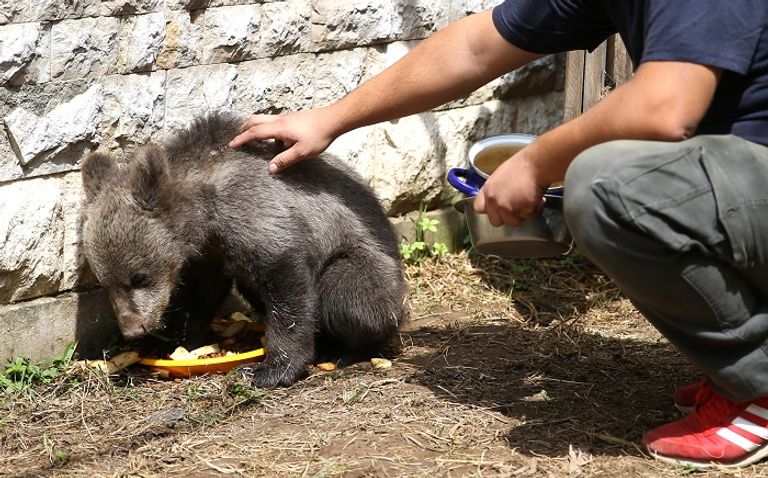 تربط الدبة علاقة خاصة بالأخصائي البيطري الذي يقوم بإطعامها 