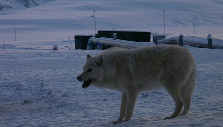 ذئب قرب قاعدة أليرت العسكرية الدائمة في القطب الشمالي