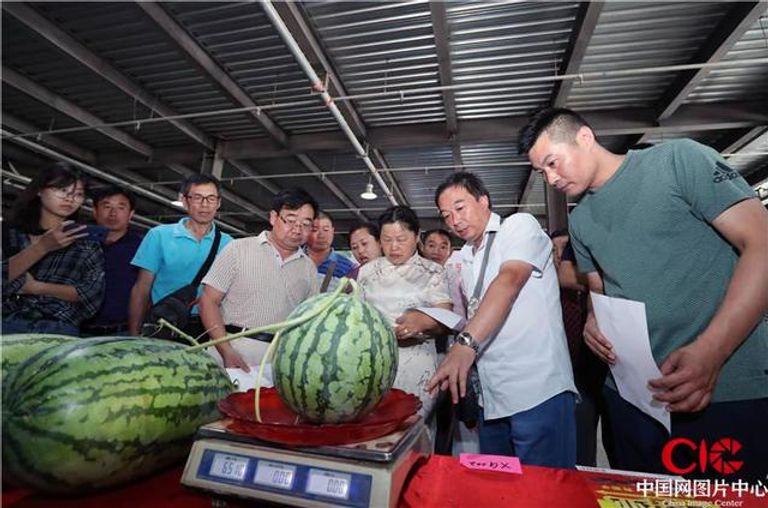 الصين تتصدر العالم في إنتاج واستهلاك البطيخ