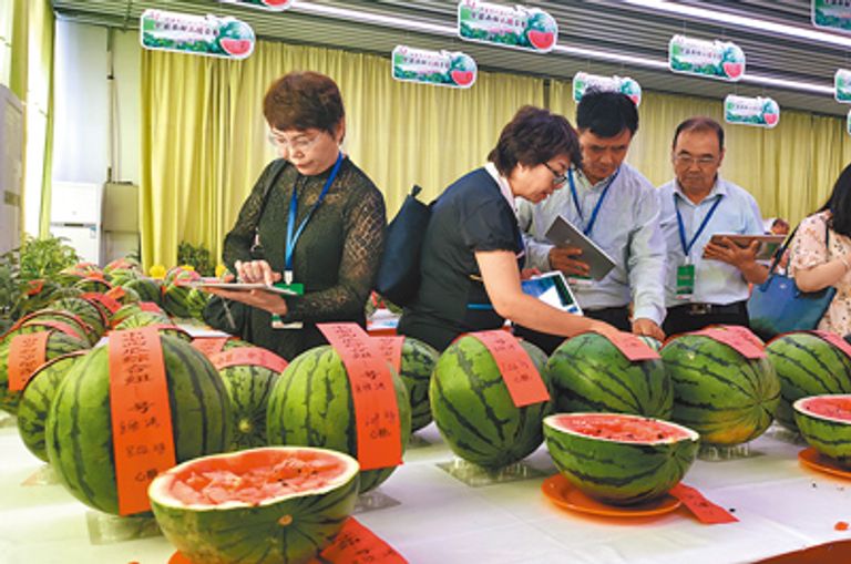 الصين تتصدر العالم في إنتاج واستهلاك البطيخ