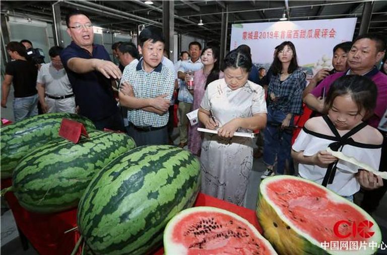 الصين تتصدر العالم في إنتاج واستهلاك البطيخ