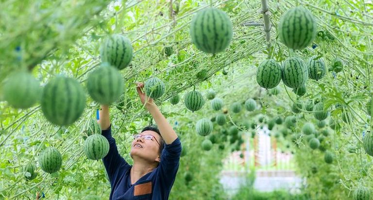 الصين تتصدر العالم في إنتاج واستهلاك البطيخ