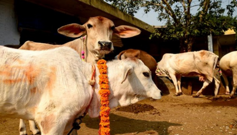 الضرب حتى الموت لـ3 بالهند اتهموا بسرقة ماشية - أرشيفية