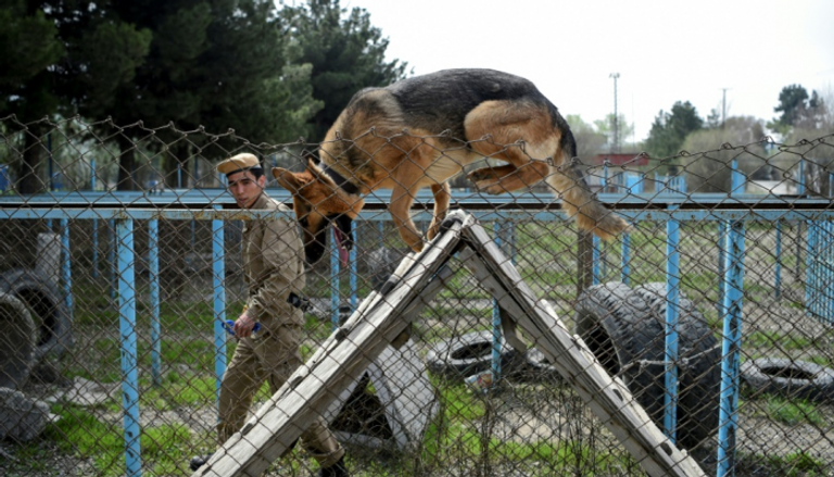 كلب يخضع لتدريب في مركز كشف الألغام في كابول
