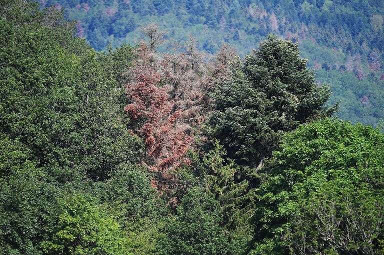 باريس تتوسع في زراعة الأشجار للاتقاء من ارتفاع الحرارة