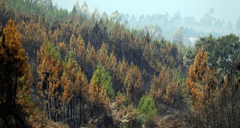 درجات الحرارة المرتفعة تسببت في تعقيد عملية مكافحة النيران
