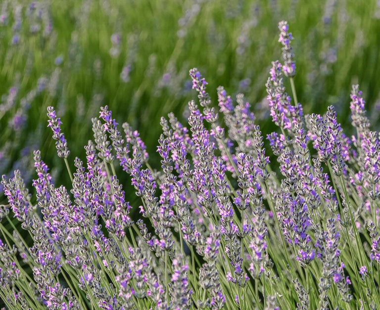 المزارعون يفضلون زراعة الحقول بزهرة اللافندر