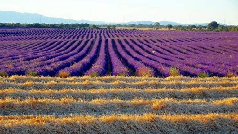 المزارعون يفضلون زراعة الحقول بزهرة اللافندر