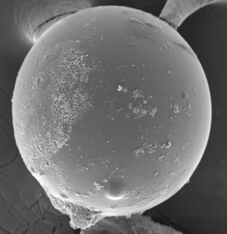 الخرزات التي وجدت بداخل المحار المتحجر في فلوريدا