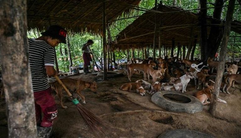ترانيم بوذية لتهدئة الكلاب الشاردة في بورما