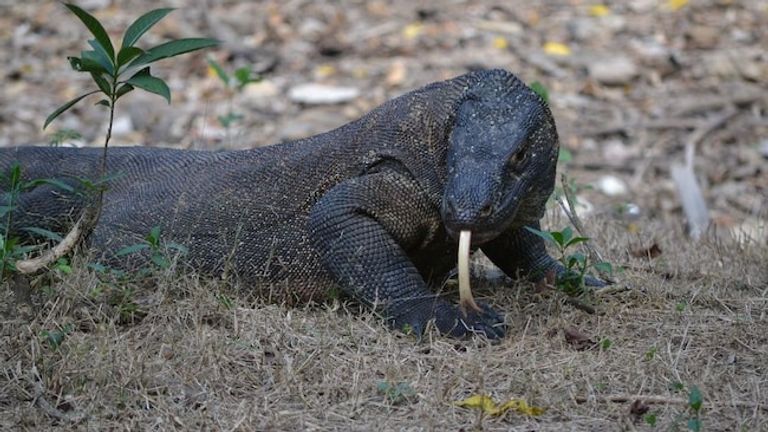  تنانين كومودو لا يوجد مثيل لها في أي دولة
