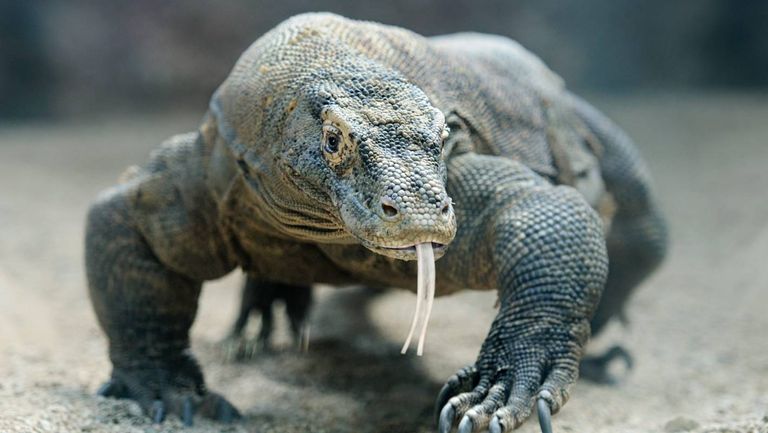  تنانين كومودو لا يوجد مثيل لها في أي دولة