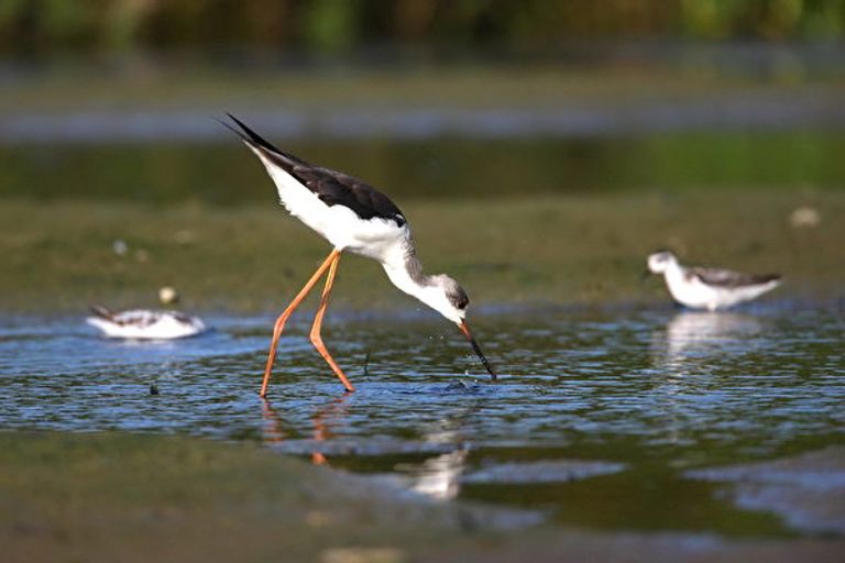الصين تنشئ أكثر من 10 آلاف محمية طبيعية