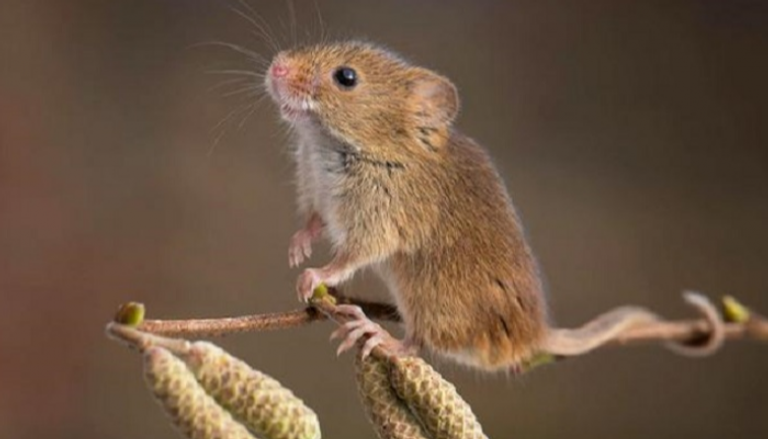 الفأر ذو القدم البيضاء عائل البكتيريا المسببة لمرض "لايم" 