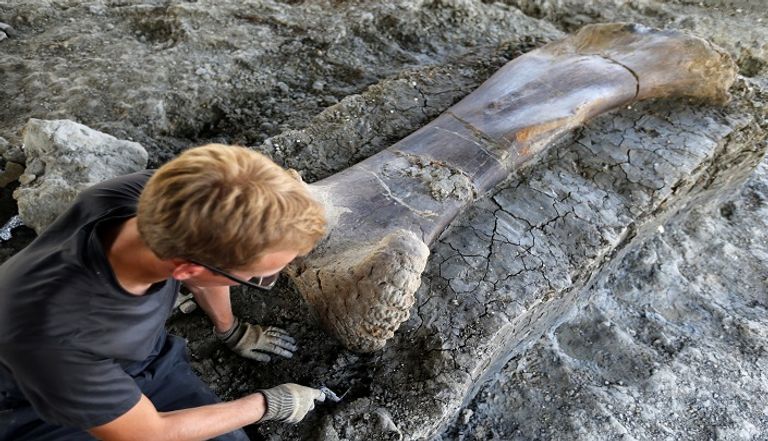 اكتشاف عظمة ديناصور عملاق في فرنسا