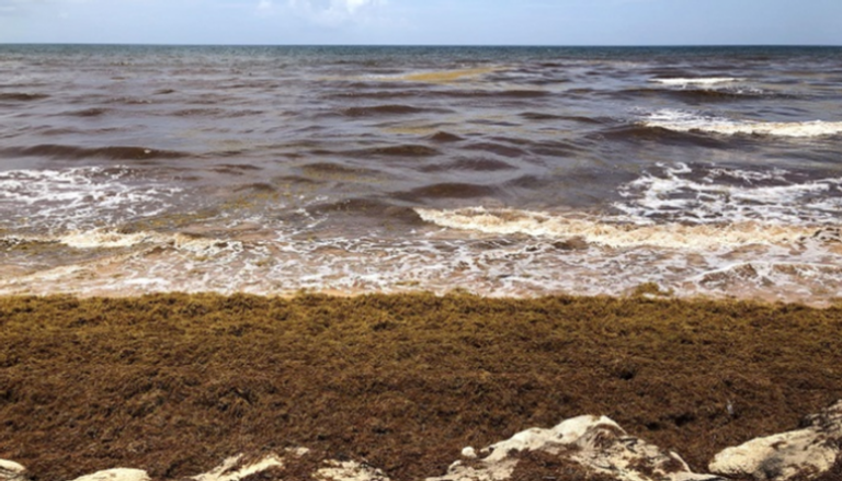 الطحالب البنية تطفو على سطح الماء والرمال بالمكسيك- أرشيفية