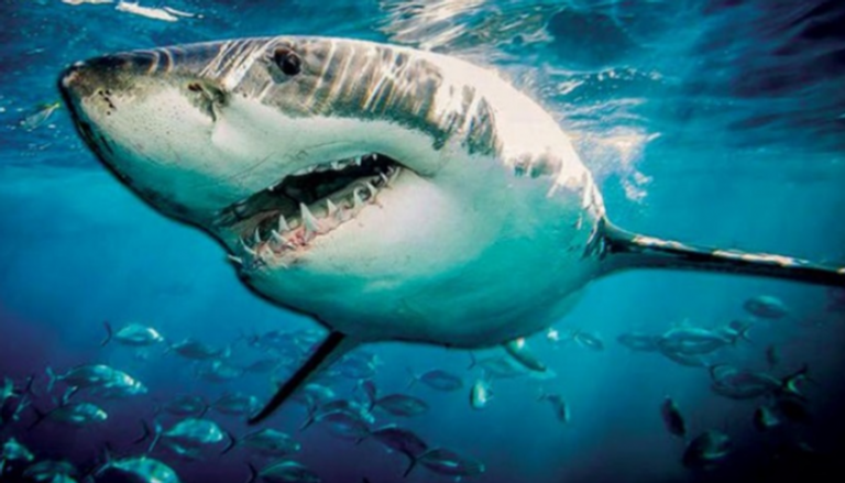 "أسبوع القرش" يهدف إلى الحفاظ على توازن البيئة البحرية