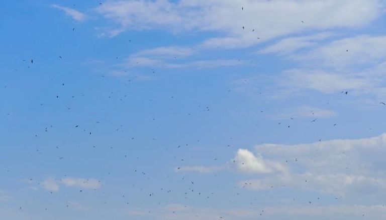 النمل الطائر يسقط من سماء بريطانيا