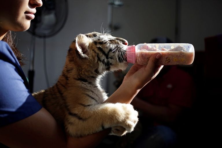 شبلان من النمور البنغالية مع الجمهور في حديقة "لا باستورا" المكسيكية.