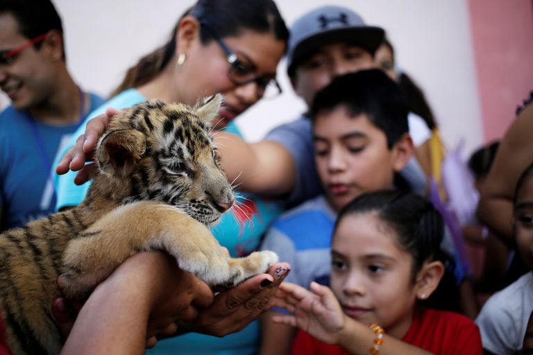شبلان من النمور البنغالية مع الجمهور في حديقة "لا باستورا" المكسيكية.
