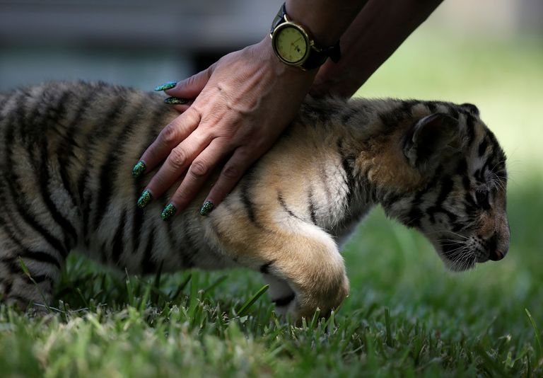 شبلان من النمور البنغالية مع الجمهور في حديقة "لا باستورا" المكسيكية.