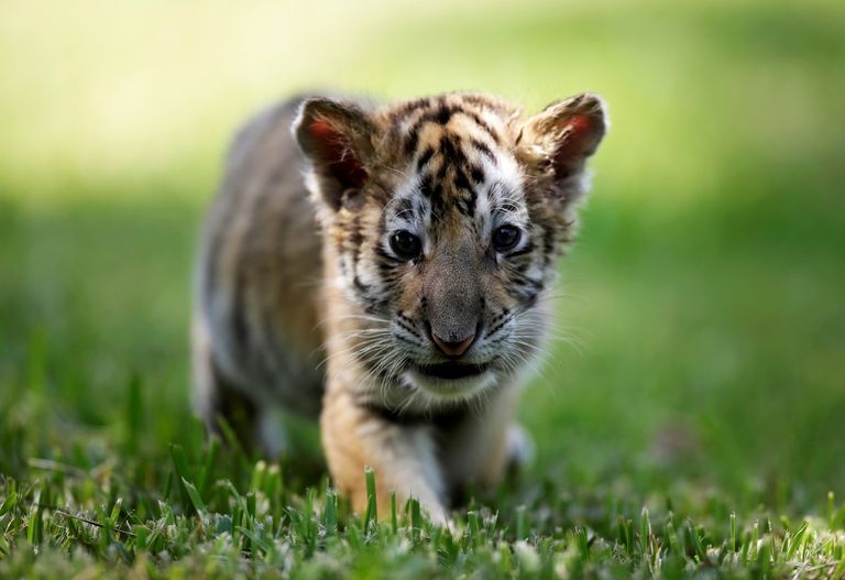 شبلان من النمور البنغالية مع الجمهور في حديقة "لا باستورا" المكسيكية.