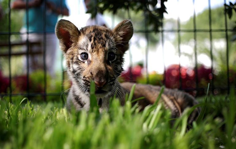 شبلان من النمور البنغالية مع الجمهور في حديقة "لا باستورا" المكسيكية.