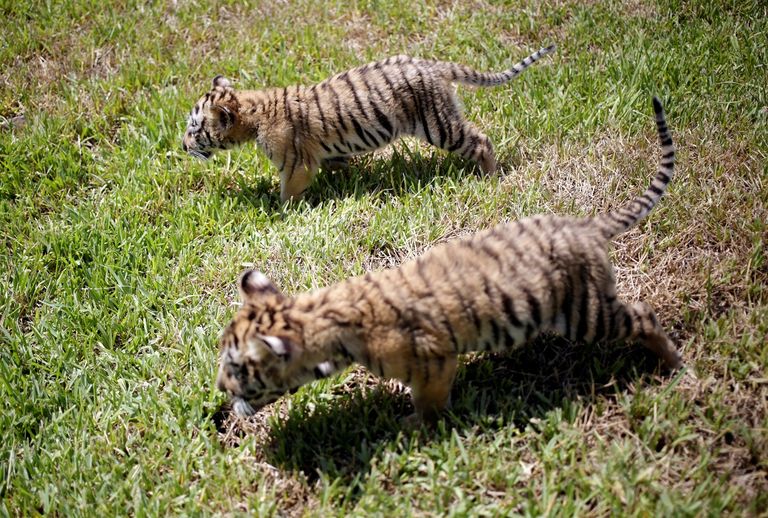 شبلان من النمور البنغالية مع الجمهور في حديقة "لا باستورا" المكسيكية.