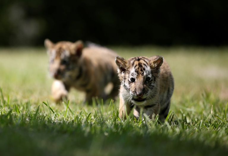 شبلان من النمور البنغالية مع الجمهور في حديقة "لا باستورا" المكسيكية.